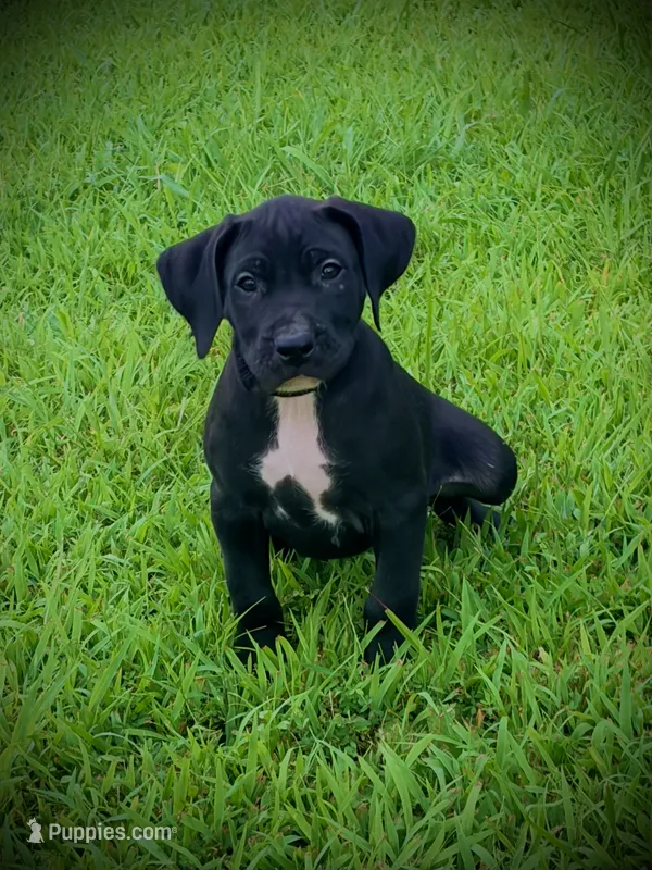 Black Female 2 – Perro de Presa Canario puppy for sale in Decherd, TN