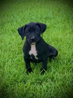 Black Female 2, a female Perro de Presa Canario for sale in Decherd, TN – 1 of 3