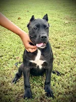 Star, a female Perro de Presa Canario for sale in Decherd, TN – 2 of 8