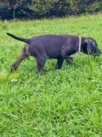 Female Black 3, a female Perro de Presa Canario for sale in Decherd, TN – 3 of 3