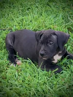 Female Black 3, a female Perro de Presa Canario for sale in Decherd, TN – 2 of 3