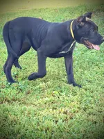Xena, a female Perro de Presa Canario for sale in Decherd, TN – 3 of 5