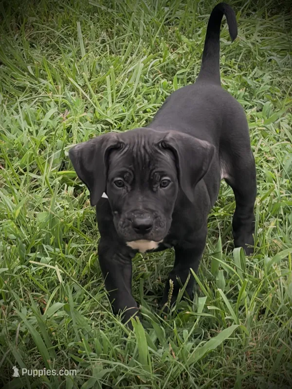 Female Black 3 – Perro de Presa Canario puppy for sale in Decherd, TN