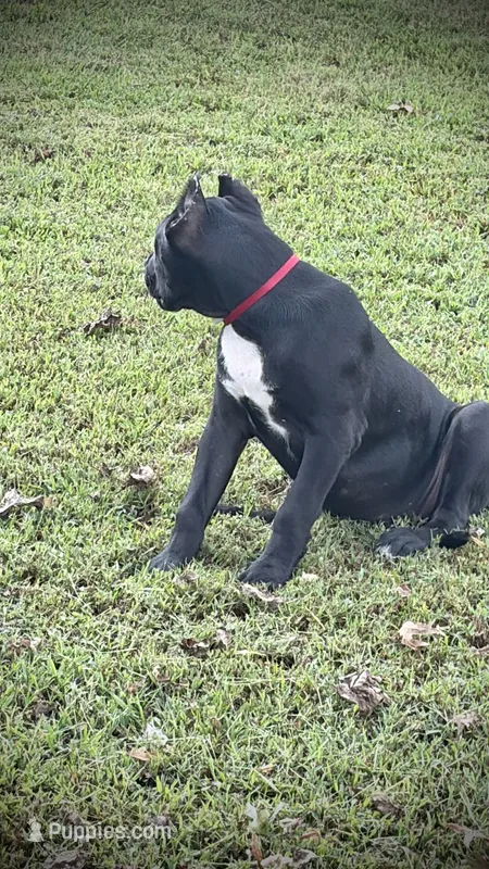 Sadie – Perro de Presa Canario puppy for sale in Decherd, TN