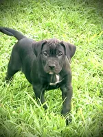Black Female 4, a female Perro de Presa Canario for sale in Decherd, TN – 2 of 3