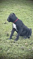Sadie, a female Perro de Presa Canario for sale in Decherd, TN – 6 of 7