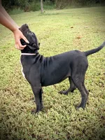 Star, a female Perro de Presa Canario for sale in Decherd, TN – 3 of 8