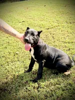Sadie, a female Perro de Presa Canario for sale in Decherd, TN – 2 of 7
