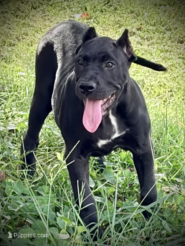 Xena – Perro de Presa Canario puppy for sale in Decherd, TN