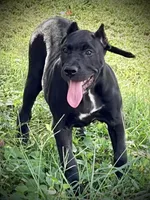 Xena, a female Perro de Presa Canario for sale in Decherd, TN – 1 of 5