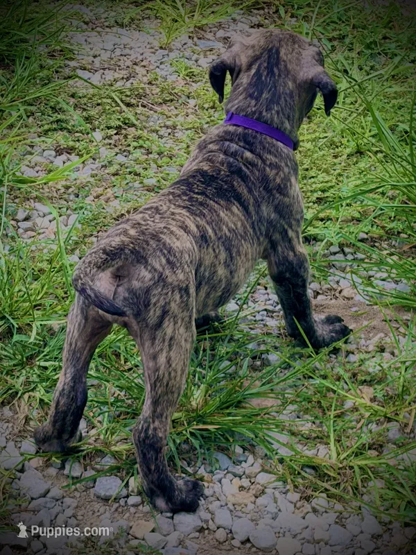 Brindle Female 5 – Perro de Presa Canario puppy for sale in Decherd, TN