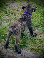 Brindle Female 5, a female Perro de Presa Canario for sale in Decherd, TN – 1 of 3