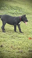 Sadie, a female Perro de Presa Canario for sale in Decherd, TN – 5 of 7