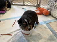 Cutter, a male Miniature Australian Shepherd for sale in Wildomar, CA – 5 of 5