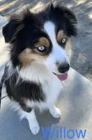 Zellie, a male Miniature Australian Shepherd for sale in Wildomar, CA – 3 of 6