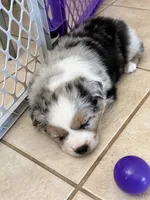 Trouba , a male Miniature Australian Shepherd for sale in Wildomar, CA – 3 of 3