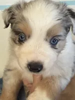 Carlson, a male Miniature Australian Shepherd for sale in Wildomar, CA – 1 of 4
