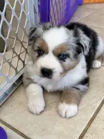 Trouba , a male Miniature Australian Shepherd for sale in Wildomar, CA – 1 of 3