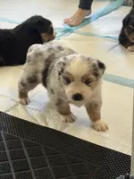 Carlson, a male Miniature Australian Shepherd for sale in Wildomar, CA – 3 of 4