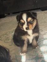 Zellie, a male Miniature Australian Shepherd for sale in Wildomar, CA – 1 of 6
