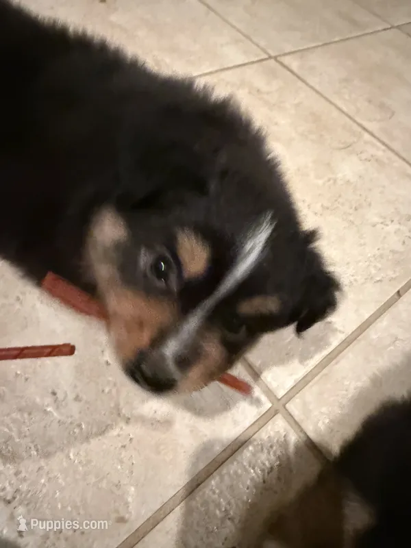 Cutter – Miniature Australian Shepherd puppy for sale in Wildomar, CA