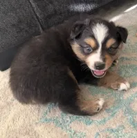 Zellie, a male Miniature Australian Shepherd for sale in Wildomar, CA – 5 of 6