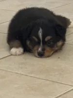 Cutter, a male Miniature Australian Shepherd for sale in Wildomar, CA – 2 of 5