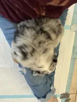 Carlson, a male Miniature Australian Shepherd for sale in Wildomar, CA – 4 of 4