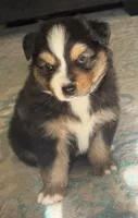 Zellie, a male Miniature Australian Shepherd for sale in Wildomar, CA – 6 of 6