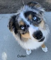 Cutter, a male Miniature Australian Shepherd for sale in Wildomar, CA – 4 of 5