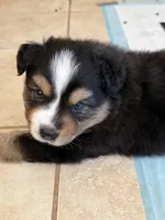 Zellie, a male Miniature Australian Shepherd for sale in Wildomar, CA – 4 of 6