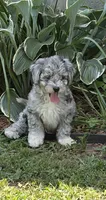 Xena, a female Bernedoodle for sale in Oxford, AR – 3 of 6