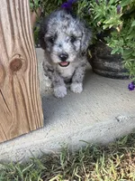 Xena, a female Bernedoodle for sale in Oxford, AR – 2 of 6