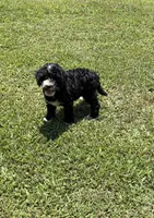 Zeus, a male Miniature Bernedoodle for sale in Oxford, AR – 4 of 4