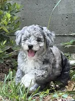 Xena, a female Bernedoodle for sale in Oxford, AR – 4 of 6