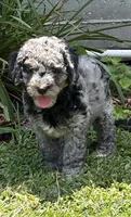 Charlie , a male Bernedoodle for sale in Oxford, AR – 4 of 5