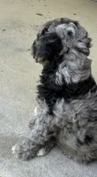 Charlie , a male Bernedoodle for sale in Oxford, AR – 2 of 5