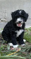 Zeus, a male Miniature Bernedoodle for sale in Oxford, AR – 3 of 4