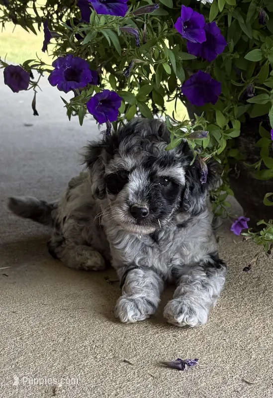 Sissy  – Bernedoodle puppy for sale in Oxford, AR