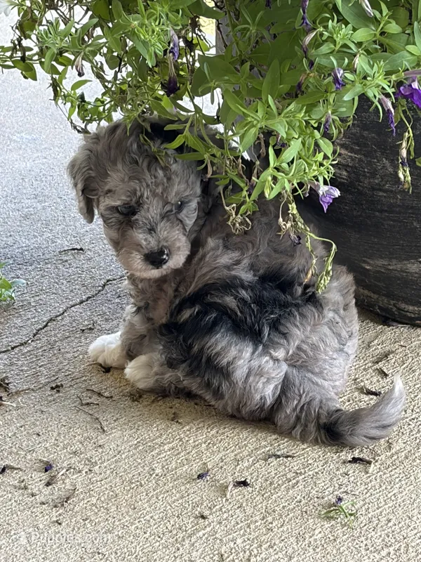 Xena – Bernedoodle puppy for sale in Oxford, AR