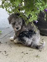 Xena, a female Bernedoodle for sale in Oxford, AR – 1 of 6