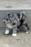 Xena, a female Bernedoodle for sale in Oxford, AR – 6 of 6