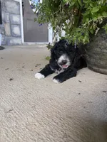 Zeus, a male Miniature Bernedoodle for sale in Oxford, AR – 2 of 4