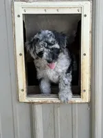 Sissy , a female Bernedoodle for sale in Oxford, AR – 2 of 3