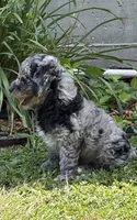 Charlie , a male Bernedoodle for sale in Oxford, AR – 5 of 5