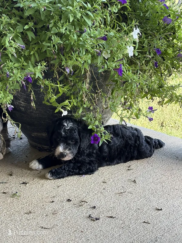 Zeus – Miniature Bernedoodle puppy for sale in Oxford, AR