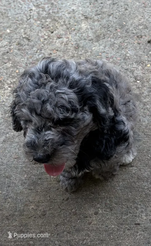 Charlie  – Bernedoodle puppy for sale in Oxford, AR