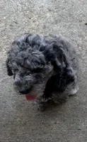 Charlie , a male Bernedoodle for sale in Oxford, AR – 1 of 5