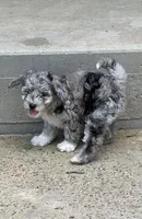 Xena, a female Bernedoodle for sale in Oxford, AR – 5 of 6