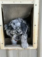 Sissy , a female Bernedoodle for sale in Oxford, AR – 3 of 3